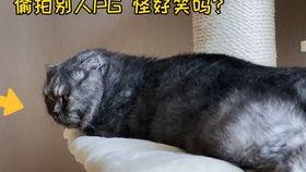 就爱躺着吃瓜,揭秘网络时代下的“躺平”文化现象