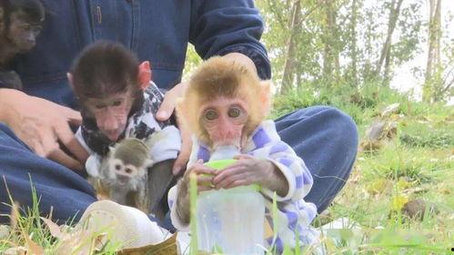 网红小猴横店,网红猴子的影视圈奇遇记