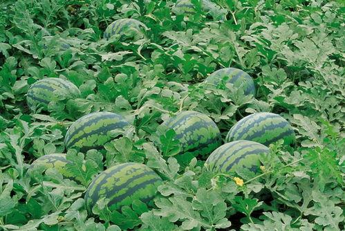 缅北实时吃瓜群,一场场惊心动魄的边境风云