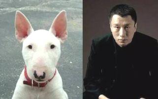 明星牵狗图片,甜蜜瞬间定格