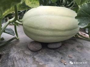 吃的瓜在哪找的,探寻美食之源的奇妙之旅