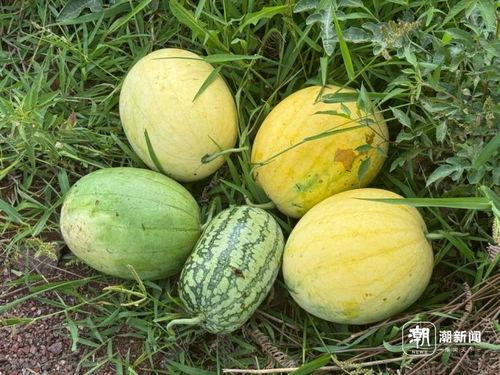 宇宙一流大学com吃瓜吃瓜吃瓜,揭秘校园里的“吃瓜”传奇