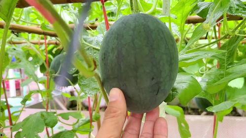 最近有什么吃瓜,揭秘明星幕后故事