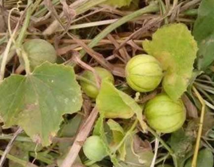 马泡瓜老了怎么吃,马泡瓜变老后的美味新食法