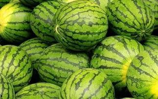 摆子吃瓜大赛,摆子吃瓜大赛，谁将问鼎冠军宝座？